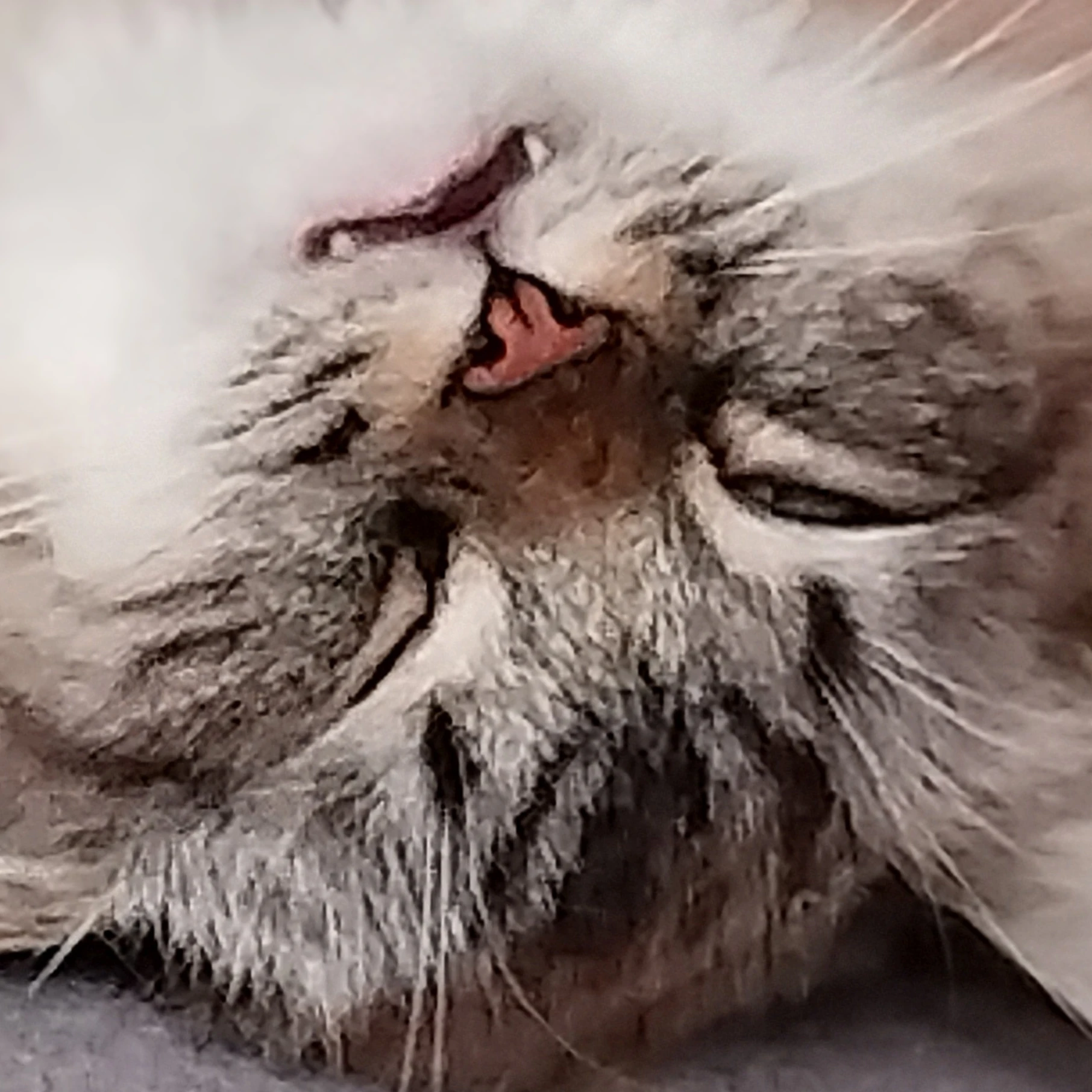 마법 고양이