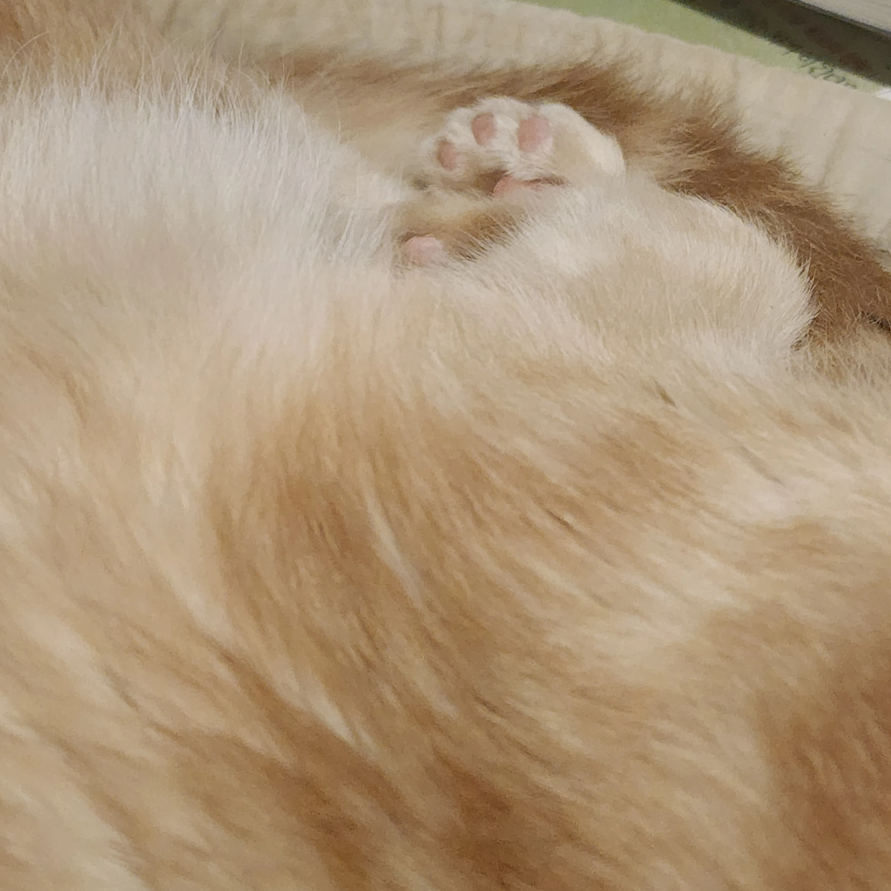 신란어