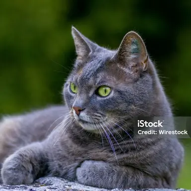 Profile image of チェシャ