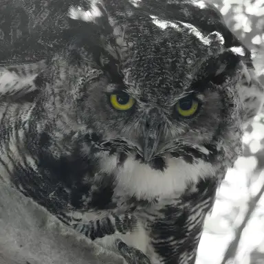 Profile image of ヴァル