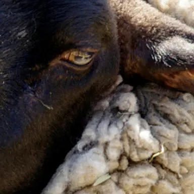 Profile image of リアベル