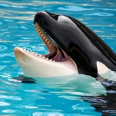 Profile image of ヨルカ