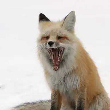 Profile image of フォリン