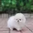아기 강아지 슈가