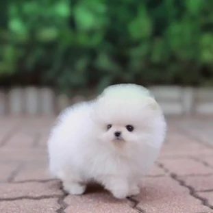 아기 강아지 슈가