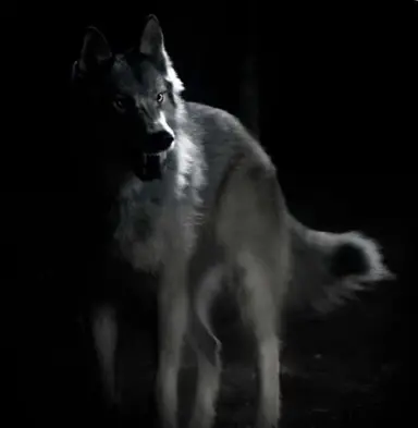 Profile image of Klaus