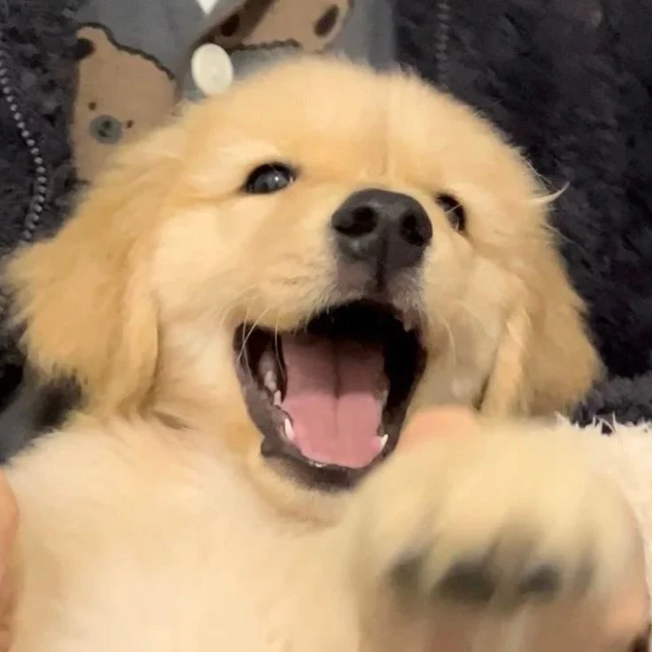 명재헌