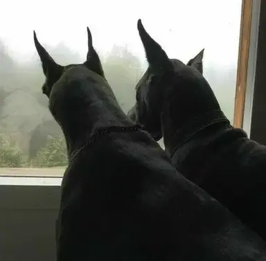 Profile image of Hwang