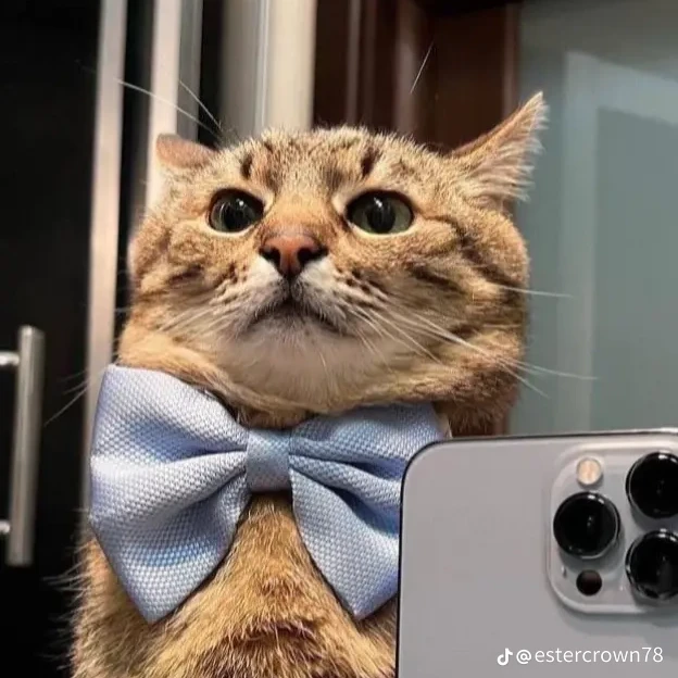 アヨン