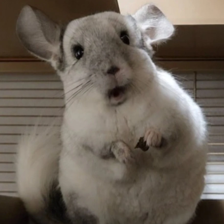친칠라