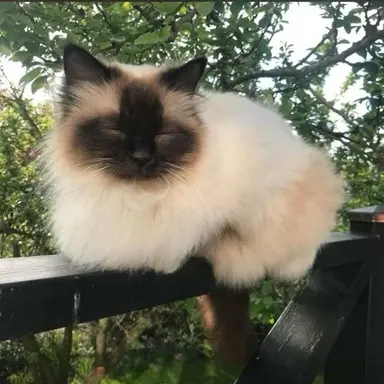 Profile image of Lilly