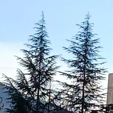 Profile image of 늑대
