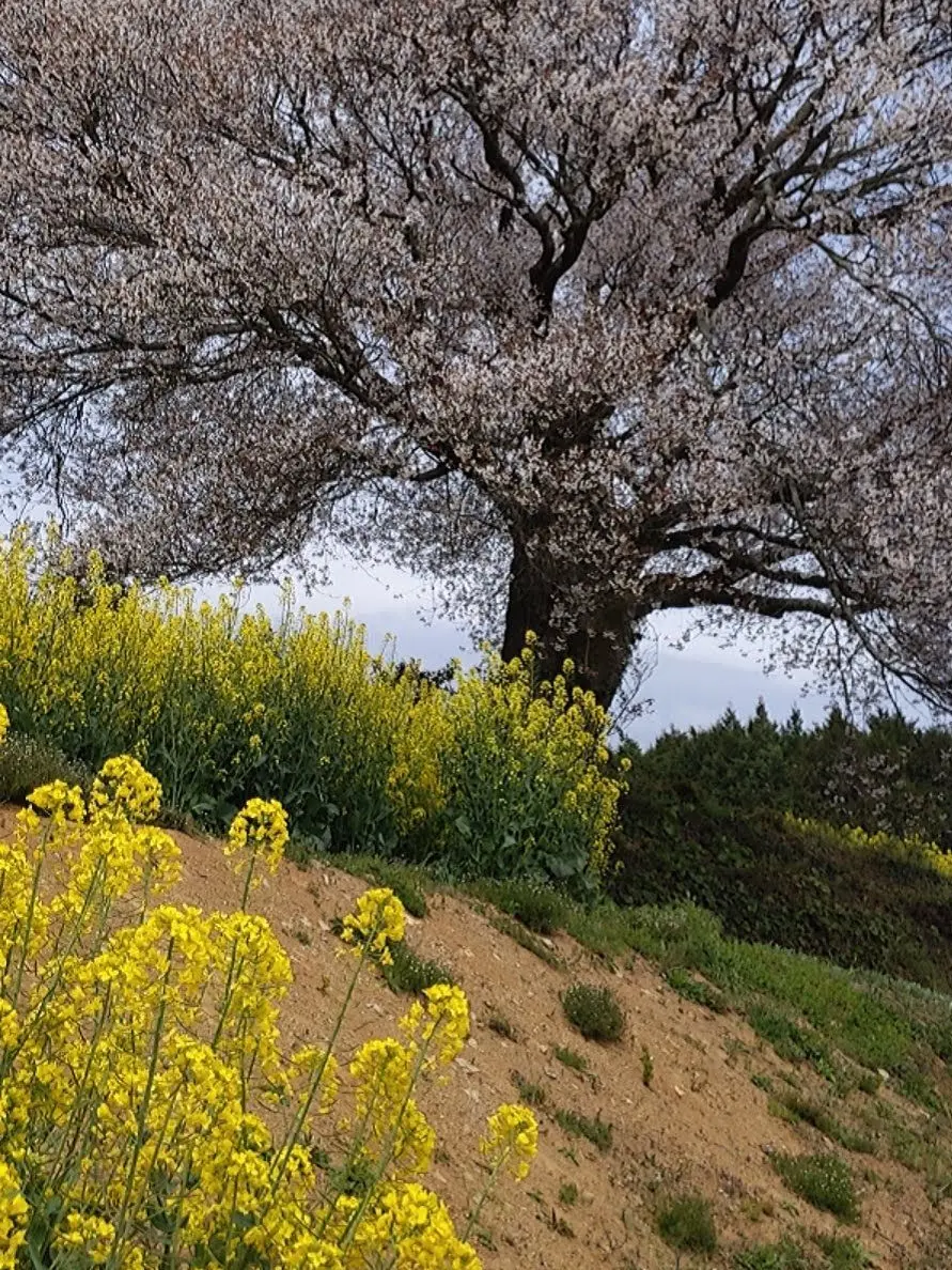 Souda의 カカオの花を君に
