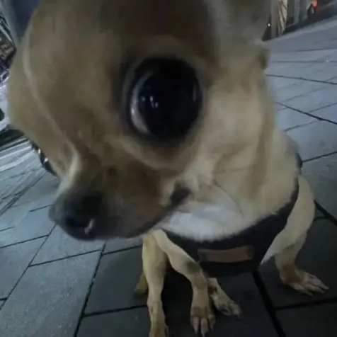 BasicDiary6798의 치와와