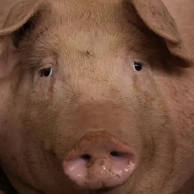 Profile image of 늑대