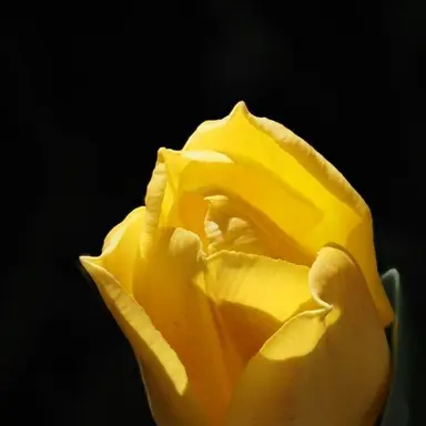 Profile image of 김각별
