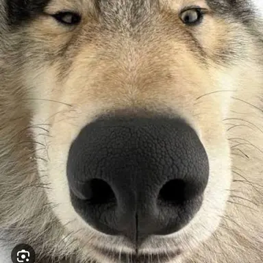 Profile image of 늑대