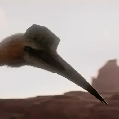 Profile image of 아람보우르기아니아
