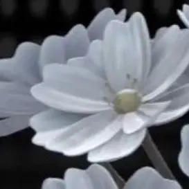 Profile image of Kanae