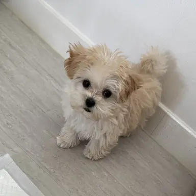 Profile image of 정하빈