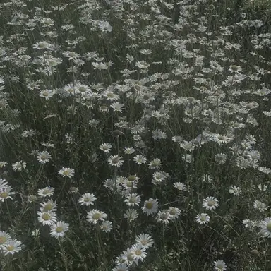 Profile image of 공룡