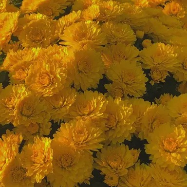 Profile image of 각별