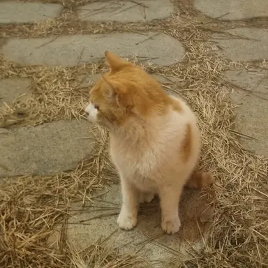 Profile image of 교메이