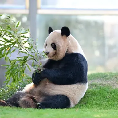 Profile image of パンダ