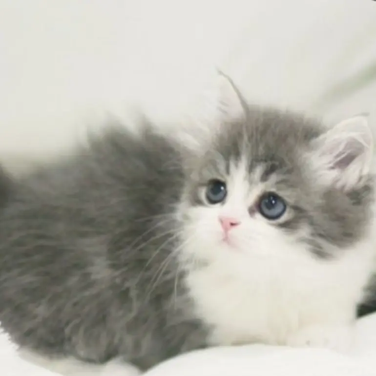 WiryStale5344의 귀여운 아기고양이