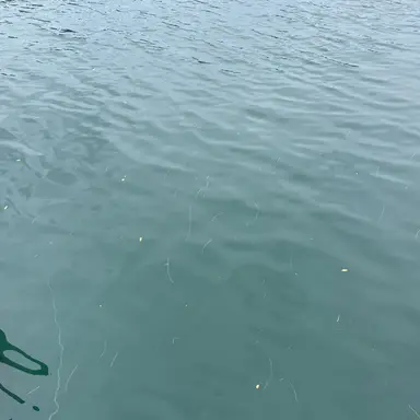 Profile image of Javier