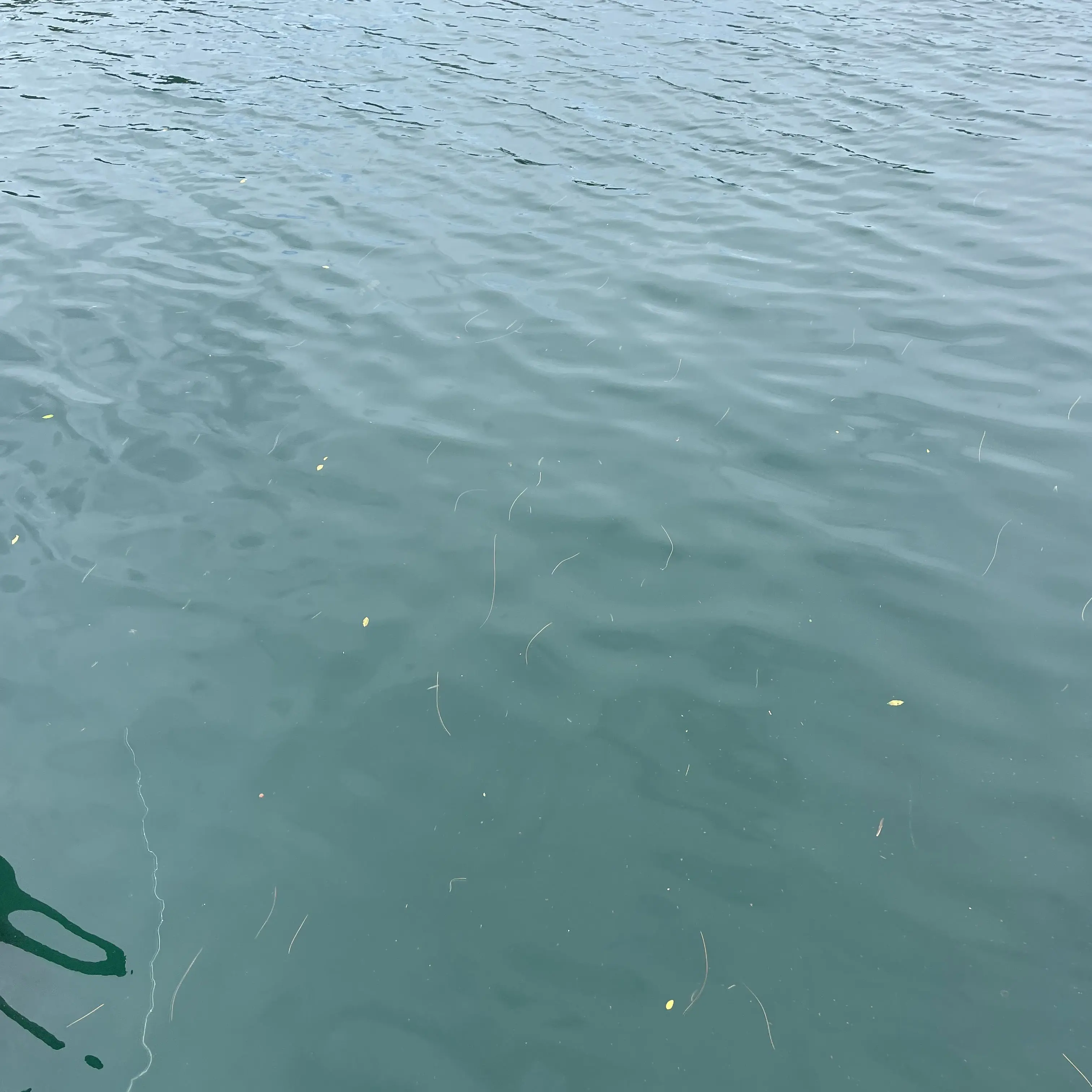 GloomyChild5312의 Javier