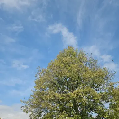 Profile image of 수현