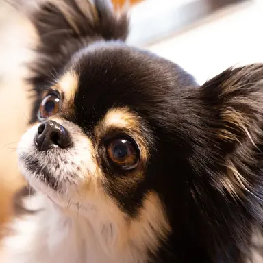 Profile image of チワワ