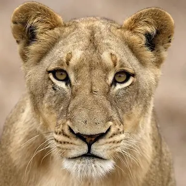 Profile image of 곰숭
