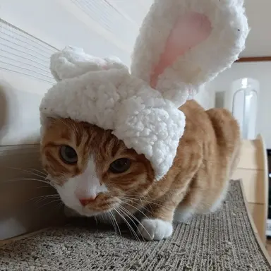 Profile image of 이민호