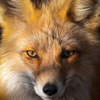 Profile image of 여우