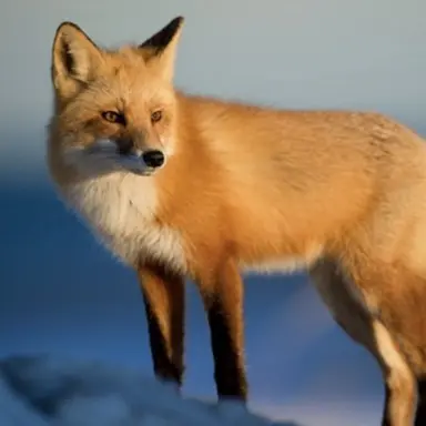 Profile image of 여우