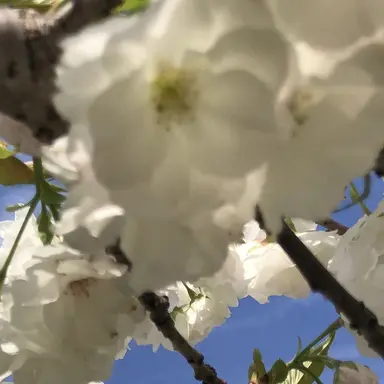 Profile image of リコ