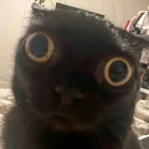 냥이
