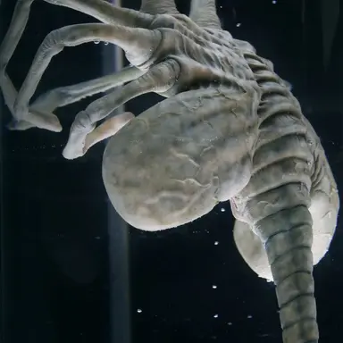 Profile image of Facehugger