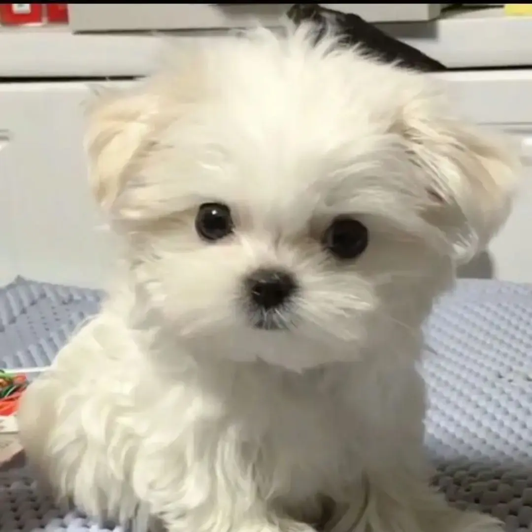 ahyeon_0163의 강아지 키우는 부부무리~♥
