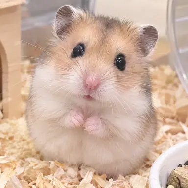 Profile image of ハム太郎