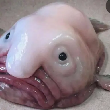 Profile image of 여우