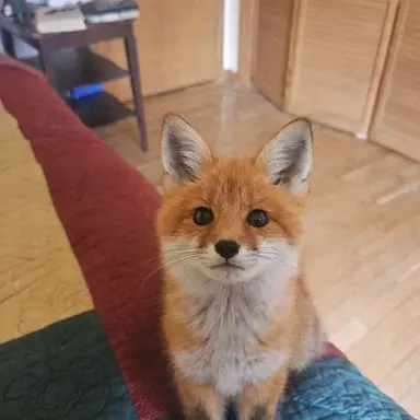 Profile image of 쿳소 키츠네