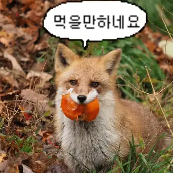 Profile image of 여우