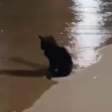 Profile image of A.S