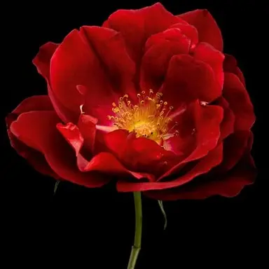 Profile image of 이안