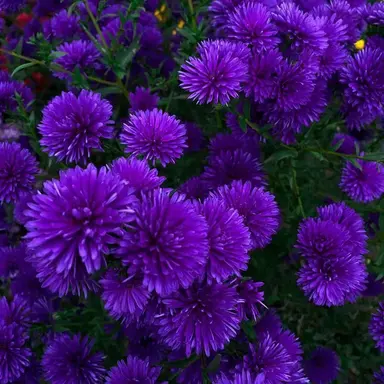 Profile image of 김현수