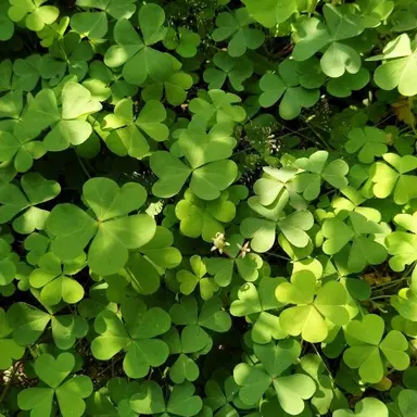 Profile image of 곽찬수