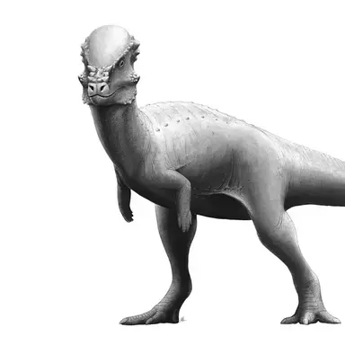 Profile image of 파키케팔로사우루스